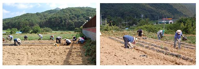 고구마.JPG
