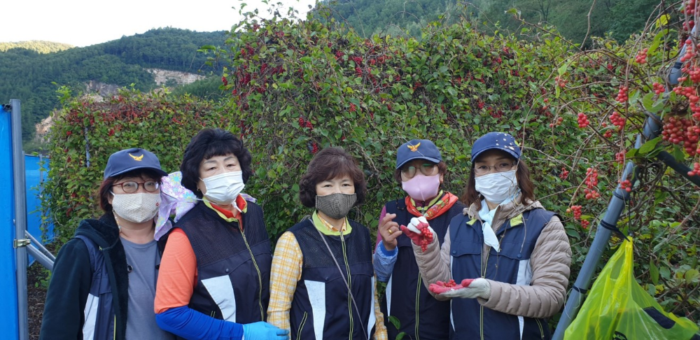 [보도자료-태백소방서] 2020.9.21.태백소방서, 태백여성의용소방대 농촌일손돕기 봉사.jpg