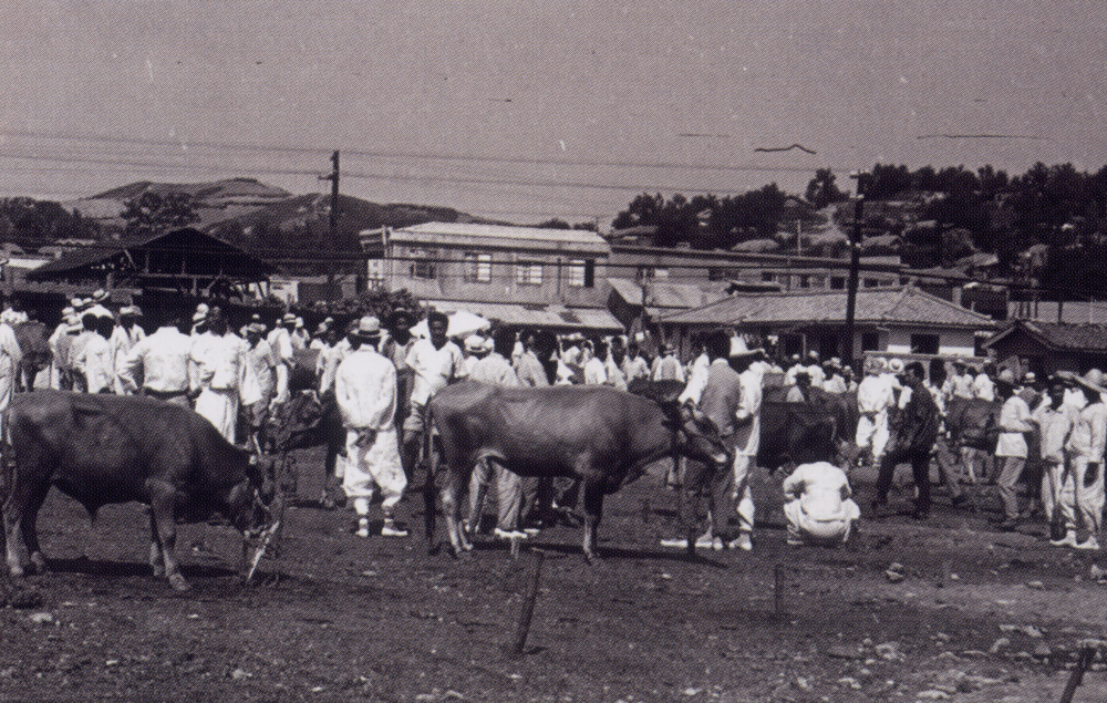 1968년_원주_우시장_축소.jpg