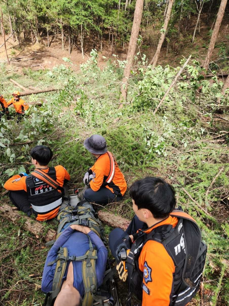 1221)원주 태장동 벌목 사고.jpg